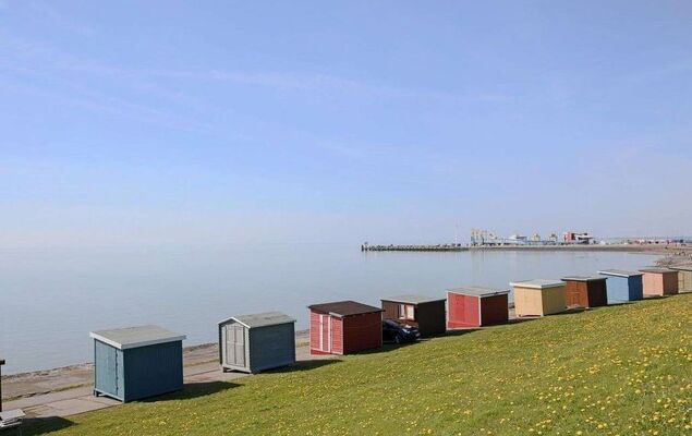 Felsenauster - Photo 15